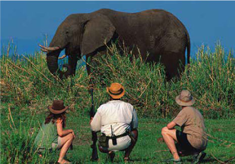Auf Afrika-Reisen Elefanten sehen Afrika-Reisen mit Elefanten-Safari