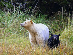 Nordamerika-Rundreise zu den Geisterbären Kermodebären in British Columbia, Kanada-Rundreise
