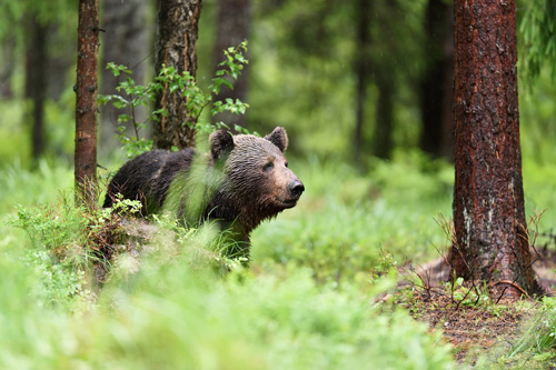 Braunbär Bild: Braunbär