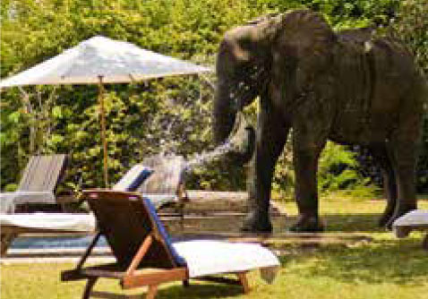 Elefant Bild: Elefant