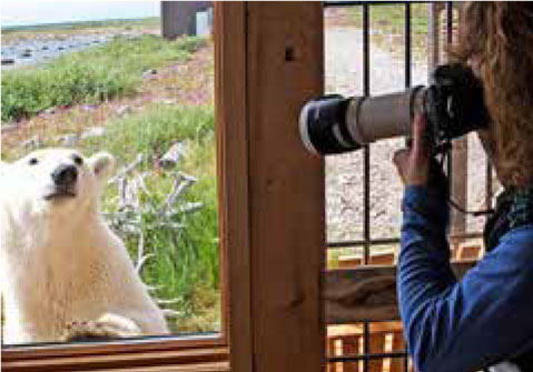 Schnappschuss Eisbär Bild: Schnappschuss Eisbär