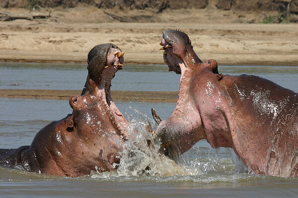 Sambia-Reisen - Begegnung mit Flusspferden Flusspferde im Luangwa-Fluss - Sambia