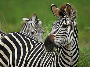 Auf Sambia-Safari Zebras beobachten Zebras beobachten im Luangwa-Nationalpark in Sambia
