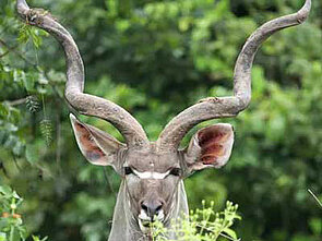 Sambia-Safari im Luangwa-Nationalpark mit Kudu Begegnung Kudu Waldantilope im Luangwa-Nationalpark von Sambia