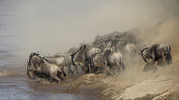 Kenia-Safaris mit Gnu-Wanderung Gnus am Mara-Fluss, Kenia-Reise