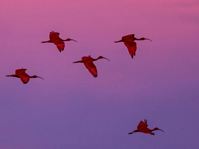 Rundreisen und Naturreisen auf Trinidad und Tobago Scharlachsichler im Abendflug der Karibik-Insel Trinidad