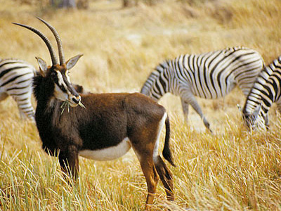 Tierwanderung, Tansania-Safaris Tierherden in Tansania