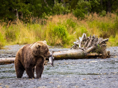 Alaska-Fotoreisen zu den Braunbären Braunbär beim Lachsfang in Alaska