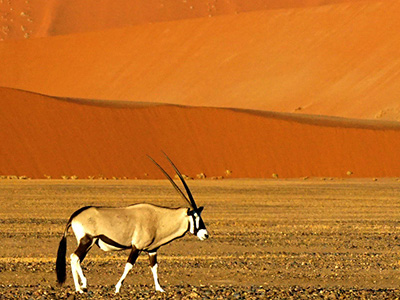 Namibia-Safari und Rundreisen - Sossusvlei Spießbock im Sossusvlei, Namibia