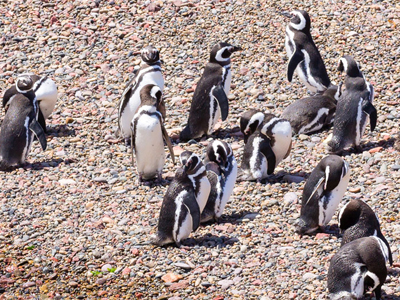 Argentinien-Reisen – Natururlaub vom Atlantik bis zu den Anden Magellan-Pinguine der Malaspina-Bucht, Argentinien