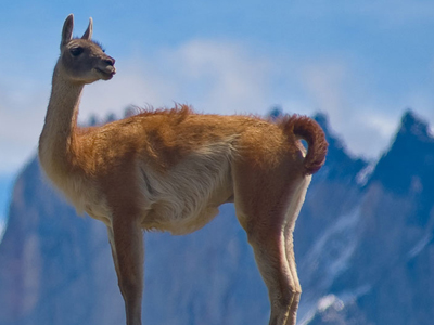 Südamerika-Rundreise mit Chile-Tiersafari Guanako vor Bergkulisse im Norden Chiles