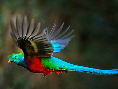 Auf Costa Rica-Rundreise zum Göttervogel Fliegender Quetzal im Nebelwald von Costa Rica