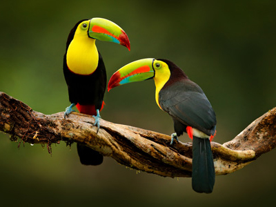 Nicaragua-Naturreisen mit Tukan-Beobachtung Zwei Tukane im Regenwald von Nicaragua