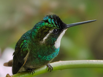 Panama-Reise ins Vogelparadies Mittelamerikas Weiskehl-Kolibri im Panama-Regenwald