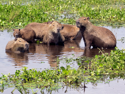 Venezuela-Individualreisen mit Tiersafaris in die Llanos Capybaras in den Sümpfen von Venezuela