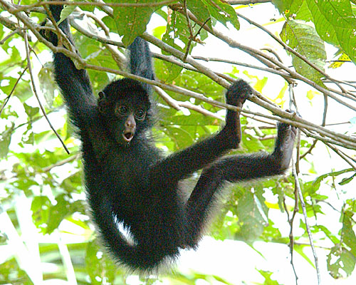 Perus Flora und Fauna auf Naturrundreise entdecken Schwarzer Klammeraffe im Amazonas-Regenwald von Peru