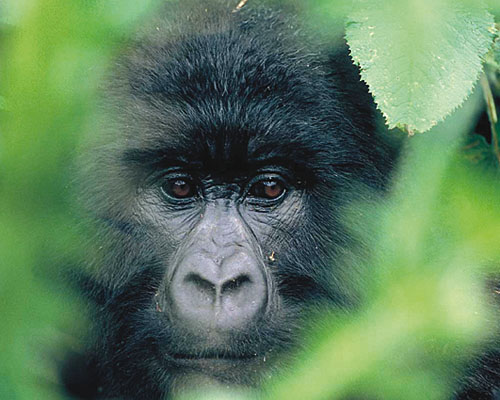 Uganda-Safaris mit Gorilla-Trekking Berggorilla im Bwindi Nationalpark