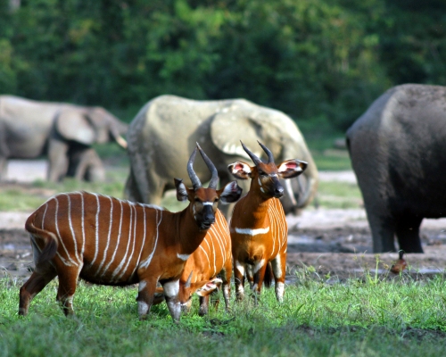 Tiersafaris in Zentralafrika Tiere im Dzanga-Sangha Nationalpark