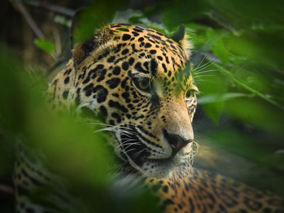 Erlebnisreisen Brasilien mit Tiersafari Pantanal Jaguar-Beobachtung am Rio Cuiaba, Pantanal-Reise