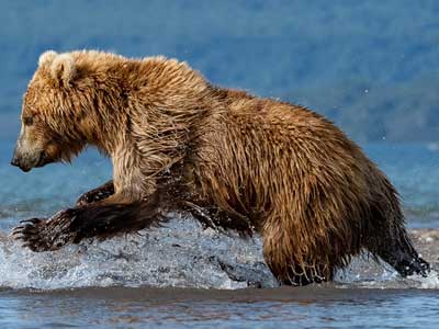 Kamtschatka-Rundreisen mit Bärenbeobachtung Kamtschatka-Braunbär bei der Lachsjagd
