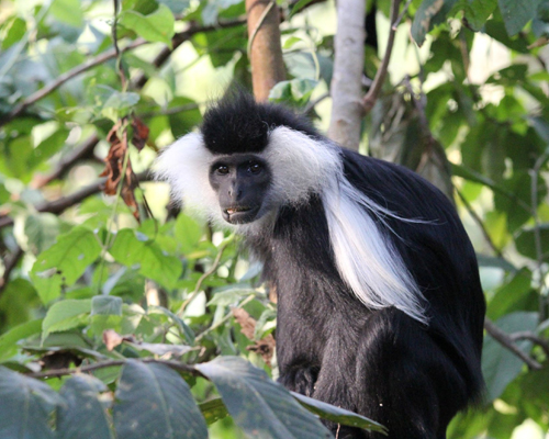 Ruanda-Reisen mit Primaten-Safaris Colobusaffen in Ruanda