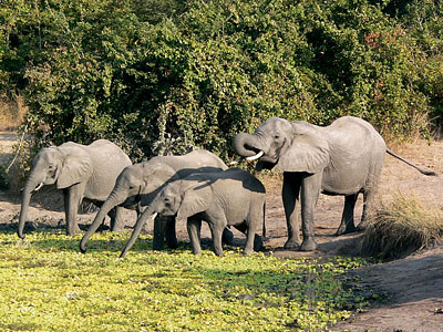 Safari in Sambia mit Elefanten-Herde Elefanten an der Wasserstelle auf einer Sambia-Safari
