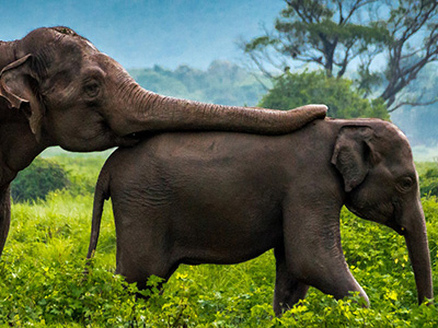 Auf Sri Lanka-Rundreise Elefanten entdecken Elefanten-Safari im Sri Lanka Regenwald