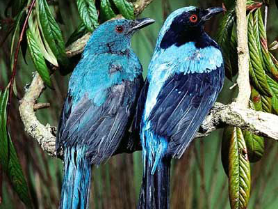 Thailand-Naturreisen mit Vogel-Beobachtung Elfenblauvögel im Nationalpark von Thailand
