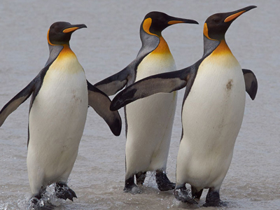 Falklandinseln – Rundreisen und Natururlaub am Ende der Welt Königs-Pinguine auf den Falkland-Inseln