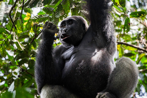 Safari-Reisen im Kongo Flachlandgorillas, Kongo-Safaris