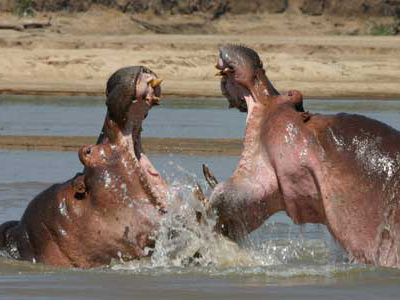 Flusspferde am Luangwa-Fluss auf einer Sambia-Safari Kämpfende Flusspferde im Luangwa-Fluss, Sambia