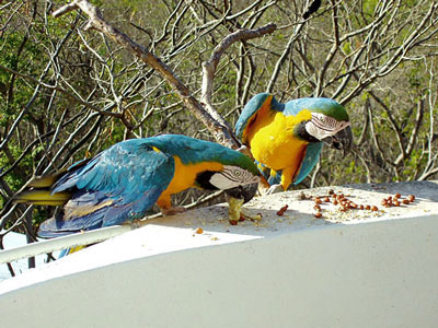 Belize-Rundreisen mit Tierbeobachtung Gelbrustaras an einer Futterstelle, Belize-Reise