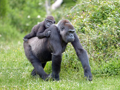 Gabun-Safaris mit Gorilla-Tour Flachlandgorillas in Gabun