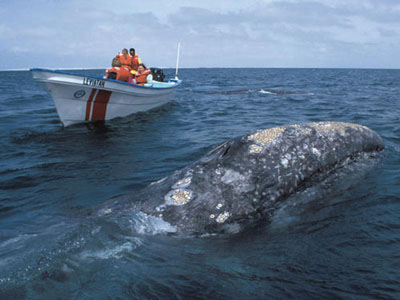 Mexiko-Erlebnisreise mit Walausfahrt auf der Baja California Bootsfahrt mit Grauwal-Beobachtung, Baja California