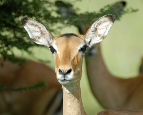 Malawi-Safaris zum Nyika-Plateau Antilopen in Malawi