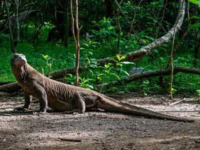 Indonesien-Reise mit Komodowaran-Safari Komodowaran im Komodo-Nationalpark von Indonesien