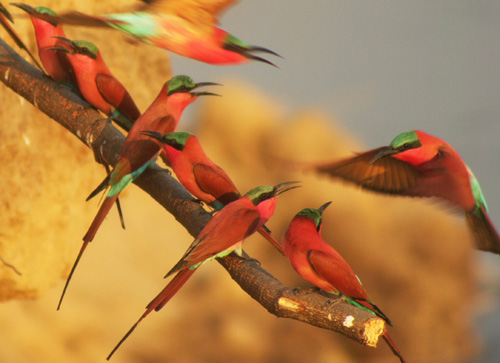Sambia-Safaris mit Vogelbeobachtung Karminspinte an einer Futterstelle, Sambia-Reise