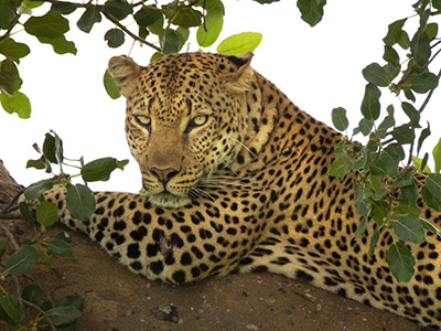 Sambia-Reisen und Safaris mit Leoparden-Sichtung Leopard im Luangwa-Nationalpark von Sambia