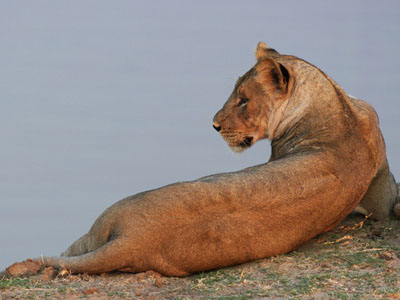 Löwin im Luangwa-Nationalpark – Sambia-Safari Löwin am Flussufer des Luangwa in Sambia