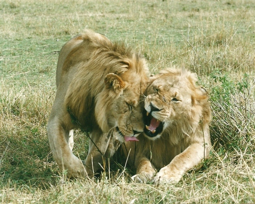 Löwen auf Ostafrika-Safaris Löwen in Ostafrika