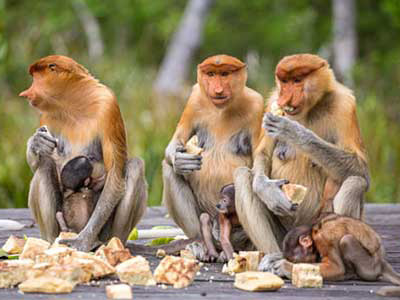 Borneo-Rundreisen zu den Nasenaffen Nasenaffen im Bako Nationalpark in Borneo