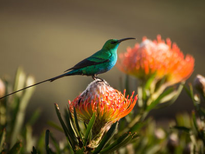 Südafrika-Safaris mit Vogelbeobachtung Nektarvogel am Tafelberg – Südafrika-Rundreise