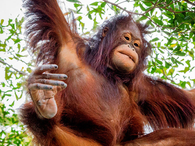 Asien-Rundreisen zu Borneos Orang Utans Borneo Orang Utan auf Naturreisen beobachten