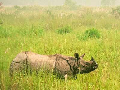 Nepal-Rundreisen mit Panzernashorn-Safari Panzernashorn im Chitwan-Nationalpark von Nepal