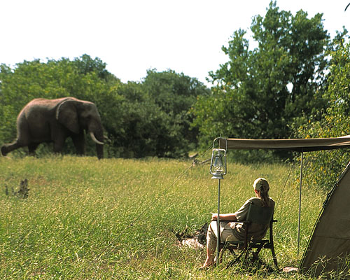 Elefanten-Nachbarn auf Afrika-Safaris Elefanten hautnah auf Afrika-Zelt-Safari