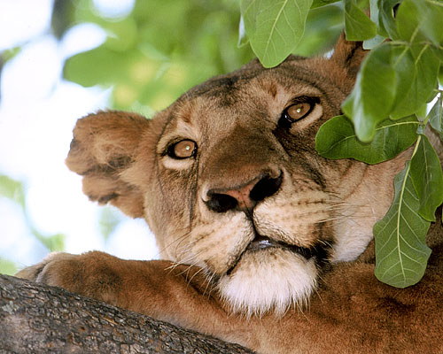 Tier-Safaris im südlichen Afrika Ruhender Löwe im südlichen Afrika