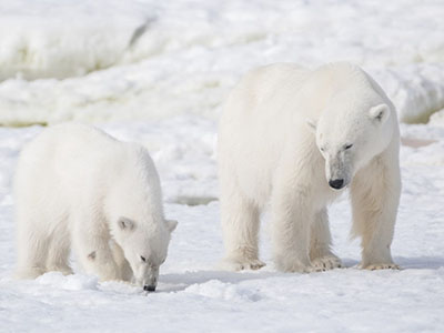 Im Eisbärenland – Arktis-Rundreise Spitzbergen-Reise – Heimat der Eisbären