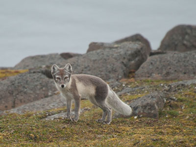 Spitzbergen-Reisen zu den Polarfüchsen Arktis-Schiffsreise zu den Polarfüchsen