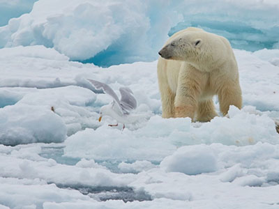 Spitzbergen-Reise & Kreuzfahrten zu den Eisbären Eisbären auf Arktis-Reisen – ein begehrtes Fotomotiv