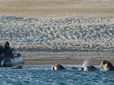 Spitzbergen-Rundreisen und Zodiac-Ausflüge Zodiac-Ausflüge auf Arktis-Reisen